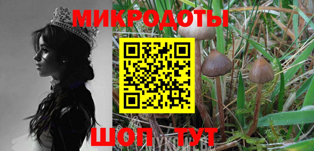 Галлюциногенные грибы Psilocybe Каспийск